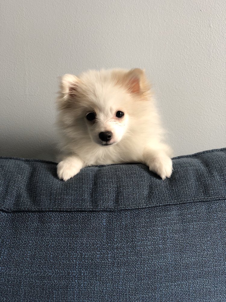 Q PUPPIES 156 Photos & 102 Reviews 3515 Prince St, Flushing, New