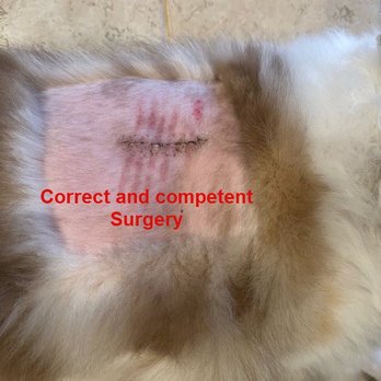 Crossroads Animal Clinic - This was the surgery that was supposed to have been performed. I found a competent Dr. - Veterinarians Near Me - Houston, Texas Crossroads Animal Clinic - This was the surgery that was supposed to have been performed. I found a competent Dr. - Veterinarians Near Me - Houston, Texas
