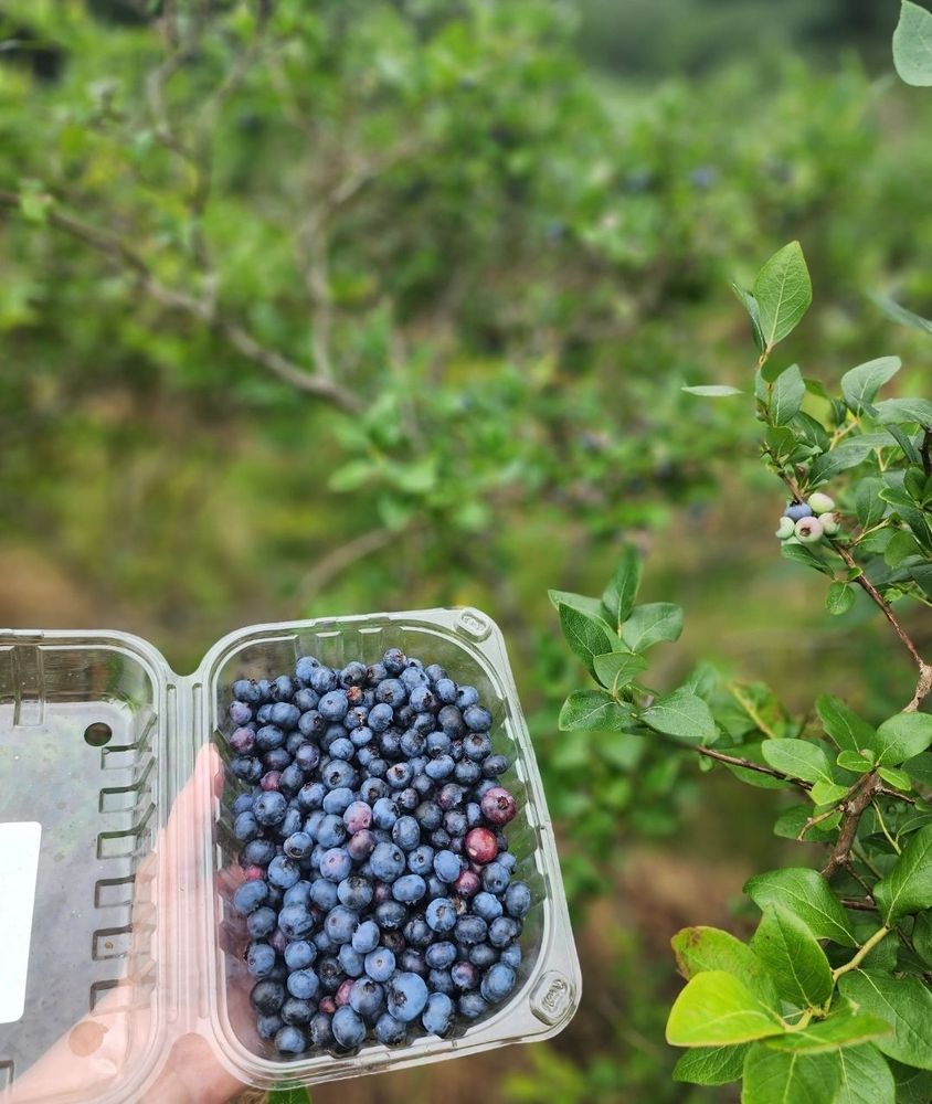 The Paupack Blueberry Farm Logo