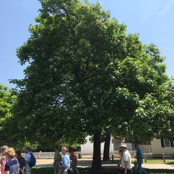 Colonial Williamsburg - Beautiful tree - Tours Near Me - Williamsburg, Virginia