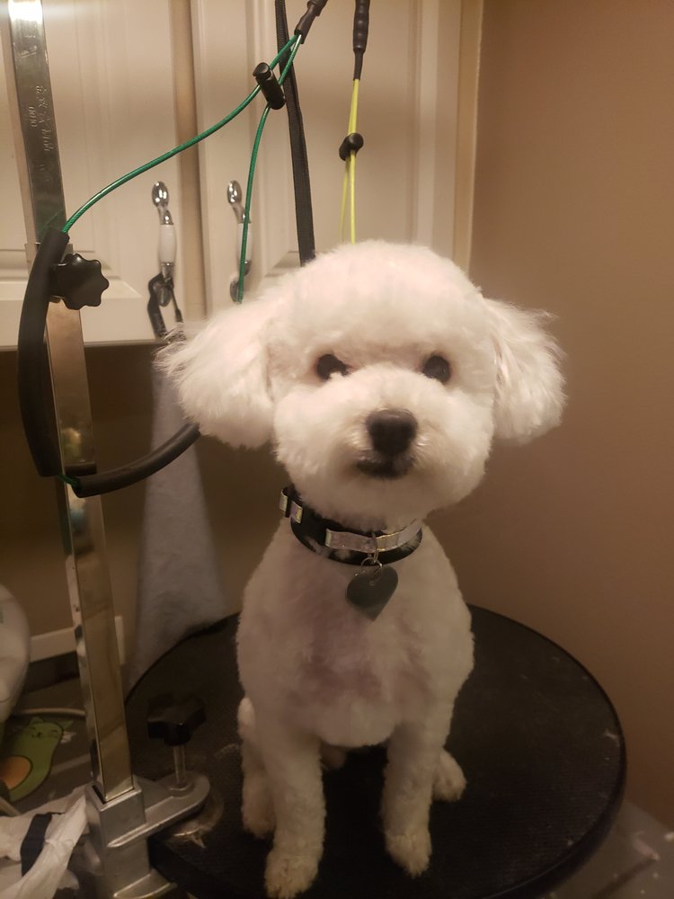 ELIZABETH’S GROOMING Request an Appointment 12 Photos 116 W