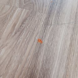 More food. It was there for a week. Ground in the floor.