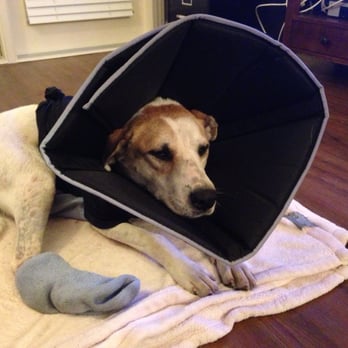 Big Fluffy Dogs Rescue - Foster dog, Beatrix with the cone because she kept picking at her staples from mammary tumor removal surgery. - Animal Shelters Near Me Big Fluffy Dogs Rescue - Foster dog, Beatrix with the cone because she kept picking at her staples from mammary tumor removal surgery. - Animal Shelters Near Me