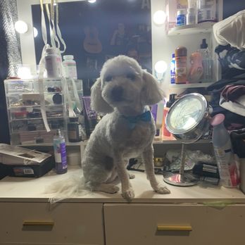 Joy Grooming - Pet Stores Near Me - Los Angeles, California Joy Grooming - Pet Stores Near Me - Los Angeles, California