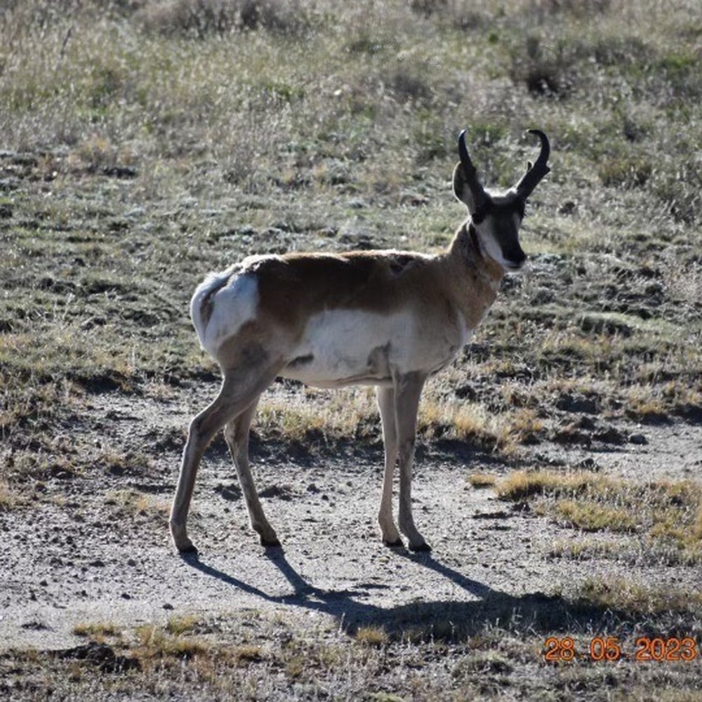 Horseshoe Campground - Antelope. Antelope, antelope, antelope lots to look at. - Campgrounds Near Me - Parshall, Colorado