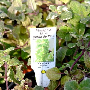 Armstrong Garden Centers - Nurseries & Gardening Near Me - Glendora, California