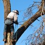 Photo of Notts Trees