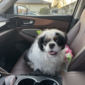 Ironmaya Pet Grooming - Picture yesterday of our dog after picking him up from groomer. Ears were shaved. - Pet Groomers Near Me - Arcadia, California Ironmaya Pet Grooming - Picture yesterday of our dog after picking him up from groomer. Ears were shaved. - Pet Groomers Near Me - Arcadia, California