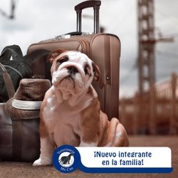 Mr. Can - Hotel pensión para perros