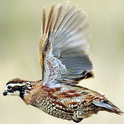 Red River Quail Farm