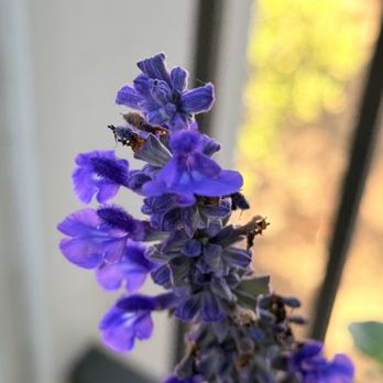 SummerWinds Nursery - Novato - Blue Salvia - Nurseries & Gardening Near Me - Novato, California SummerWinds Nursery - Novato - Blue Salvia - Nurseries & Gardening Near Me - Novato, California