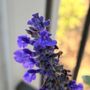 SummerWinds Nursery - Novato