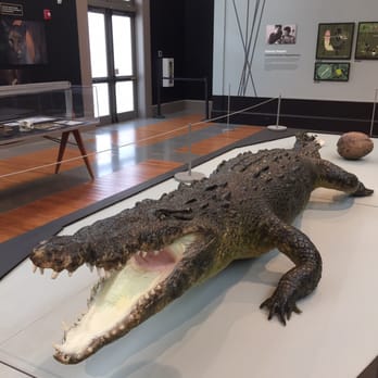 Coral Gables Museum - Bob the alligator. Died bc it was cold in Florida. - Landmarks & Historical Buildings Near Me - Coral Gables, Florida Coral Gables Museum - Bob the alligator. Died bc it was cold in Florida. - Landmarks & Historical Buildings Near Me - Coral Gables, Florida