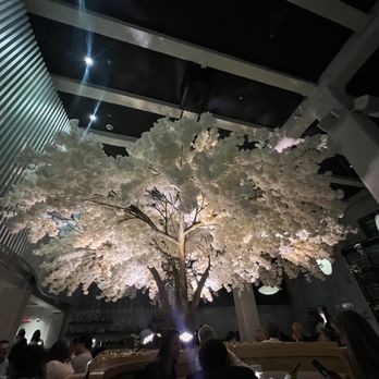 Janken - Cherry tree - Japanese Near Me - Portland, Oregon