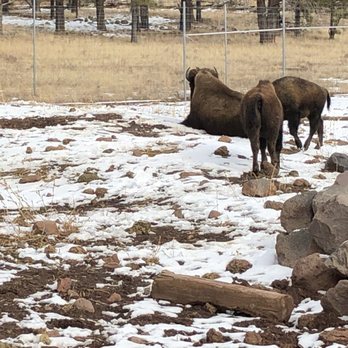 Bearizona - Bison. - Zoos Near Me - Williams, Arizona Bearizona - Bison. - Zoos Near Me - Williams, Arizona