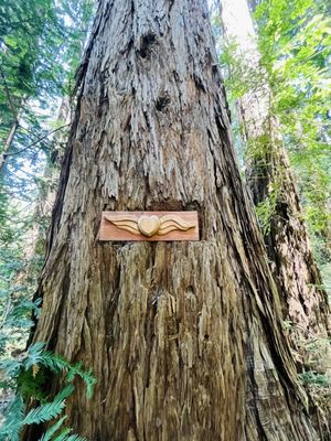 North Sonoma Mountain Regional Park by null