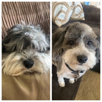 K9 Klipper - Pet Groomers Near Me - Huntington Beach, California
