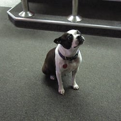 Diamond Lake Junction Cafe & Quick Mart - The diner dog