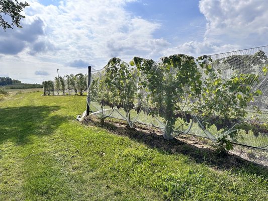 Brys Estate Vineyard & Winery by null