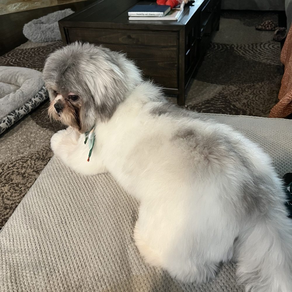 So happy after my grooming So happy after my grooming