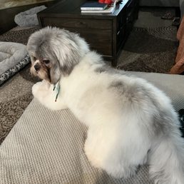 So happy after my grooming