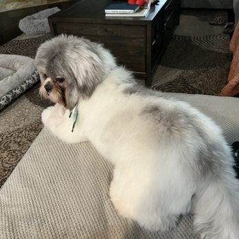 The Pet Parlor Mobile - So happy after my grooming - Pet Groomers Near Me