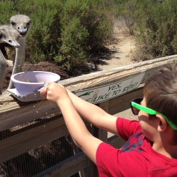 Ostrichland USA - Look at the mouth on that guy! - Attraction Farms Near Me - Solvang, California Ostrichland USA - Look at the mouth on that guy! - Attraction Farms Near Me - Solvang, California