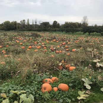 Robb Farms - Pumpkin patch - Farmers Market Near Me - Spencerport, New York Robb Farms - Pumpkin patch - Farmers Market Near Me - Spencerport, New York