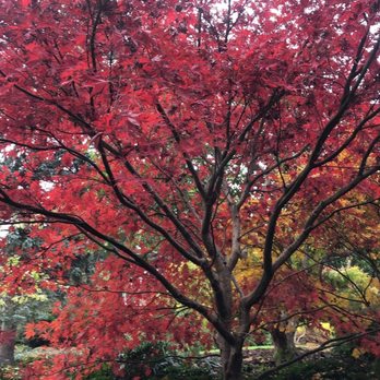 Kubota Garden - Tree - Botanical Gardens Near Me - Seattle, Washington Kubota Garden - Tree - Botanical Gardens Near Me - Seattle, Washington