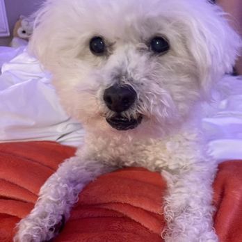 Jan's Gentle Paws - Pet Groomers Near Me - Irvine, California Jan's Gentle Paws - Pet Groomers Near Me - Irvine, California