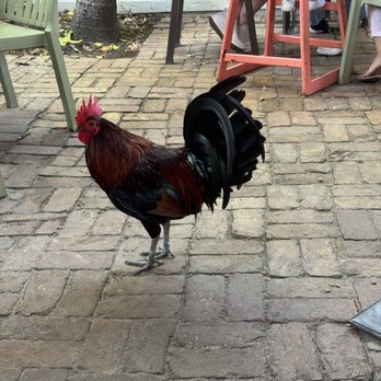 Blue Heaven - Breakfast & Brunch Near Me - Key West, Florida Blue Heaven - Breakfast & Brunch Near Me - Key West, Florida