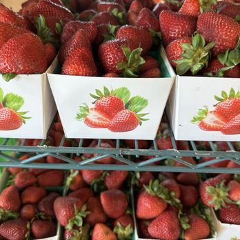 Pedrick Produce - Strawberries...yum!! - Fruits & Veggies Near Me - Dixon, California Pedrick Produce - Strawberries...yum!! - Fruits & Veggies Near Me - Dixon, California