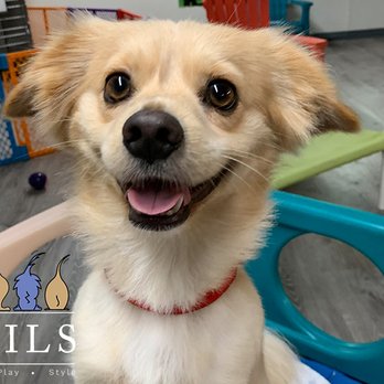 Inception Designs - We built a site for Tails or Hawaii where people can book a stay, get info on moving their dogs, or watch them on webcam. - Web Design Near Me Inception Designs - We built a site for Tails or Hawaii where people can book a stay, get info on moving their dogs, or watch them on webcam. - Web Design Near Me