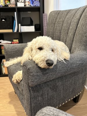 Lucky Dog Animal Rescue by null