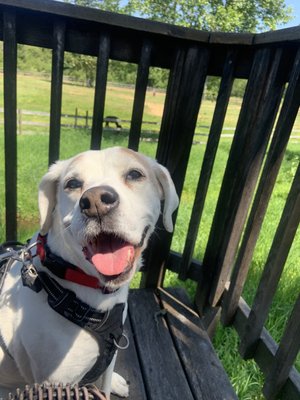 Wy'East Vineyards by null