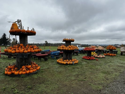 BIRINGER’S BLACK CROW PUMPKINS AND CORN MAZE - Updated August 2024 - 20
