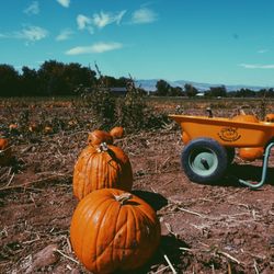Munson's Farm Stand - Pumpkin patch with carts to carry the pumpkins!