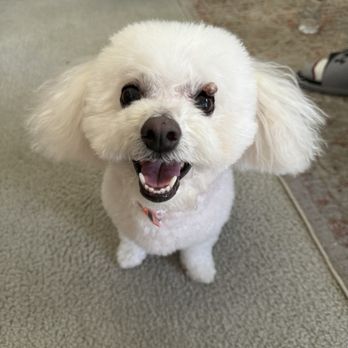 OC Pet Grooming - She's so happy and beautiful - Pet Groomers Near Me - La Habra, California OC Pet Grooming - She's so happy and beautiful - Pet Groomers Near Me - La Habra, California