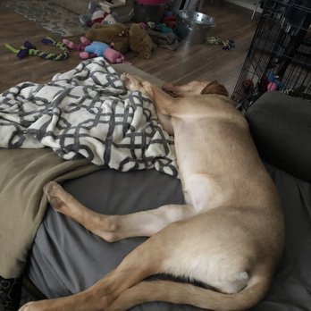 Skye's Dog Training - Later in the day after Beginning Pet Manners class w/ Skye... my pup is still tuckered out - Pet Training Near Me Skye's Dog Training - Later in the day after Beginning Pet Manners class w/ Skye... my pup is still tuckered out - Pet Training Near Me