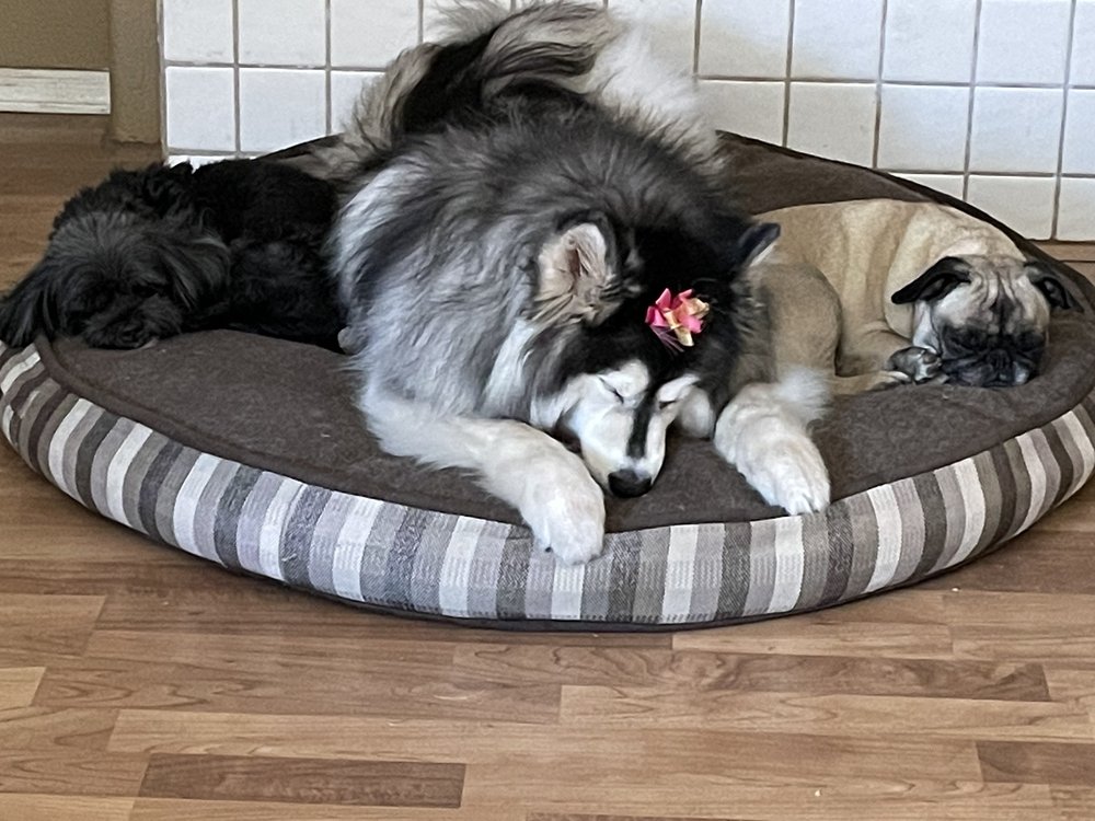 COMMERCE VILLAGE VETERINARY HOSPITAL Updated September 2024 28