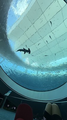 Patricia and Phillip Frost Art Museum by null