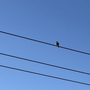The Birds Cafe - Bird on a wire at The Birds Cafe in Bodega Bay - Seafood Near Me - Bodega Bay, California The Birds Cafe - Bird on a wire at The Birds Cafe in Bodega Bay - Seafood Near Me - Bodega Bay, California