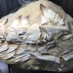 Fossil World Discovery Center Museum