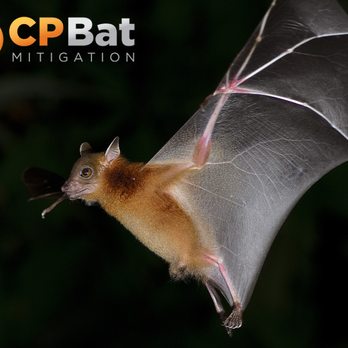CP Bat Mitigation - Wildlife Control Near Me - Sioux Falls, South Dakota CP Bat Mitigation - Wildlife Control Near Me - Sioux Falls, South Dakota