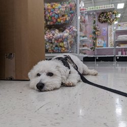 Michaels - POV - When mom makes you run errands and you're bored - bullcitybichon