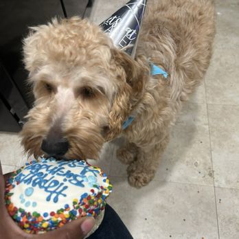 Happy Dog Barkery - My dog, Ash, enjoying his birthday cake - Pet Stores Near Me - Downers Grove, Illinois Happy Dog Barkery - My dog, Ash, enjoying his birthday cake - Pet Stores Near Me - Downers Grove, Illinois
