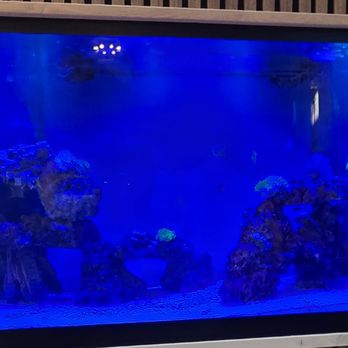 Azure - Fish Tank - Mediterranean Near Me - Cockeysville, Maryland
