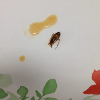 Thai Lovers - Found this roach floating in my soup today. Don't know how they can possibly have 4 stars. - Thai Near Me - San Jose, California Thai Lovers - Found this roach floating in my soup today. Don't know how they can possibly have 4 stars. - Thai Near Me - San Jose, California