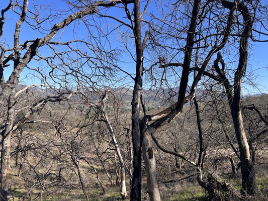 Trione-Annadel State Park by null