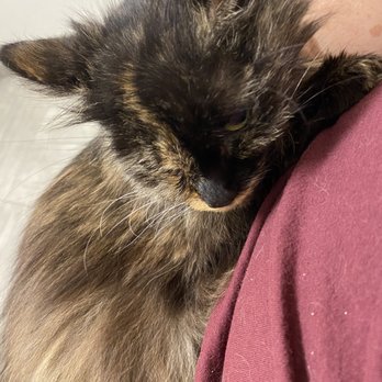 VEG ER for Pets - My sweet Minnie Meows - Emergency Pet Hospital Near Me - Dallas, Texas